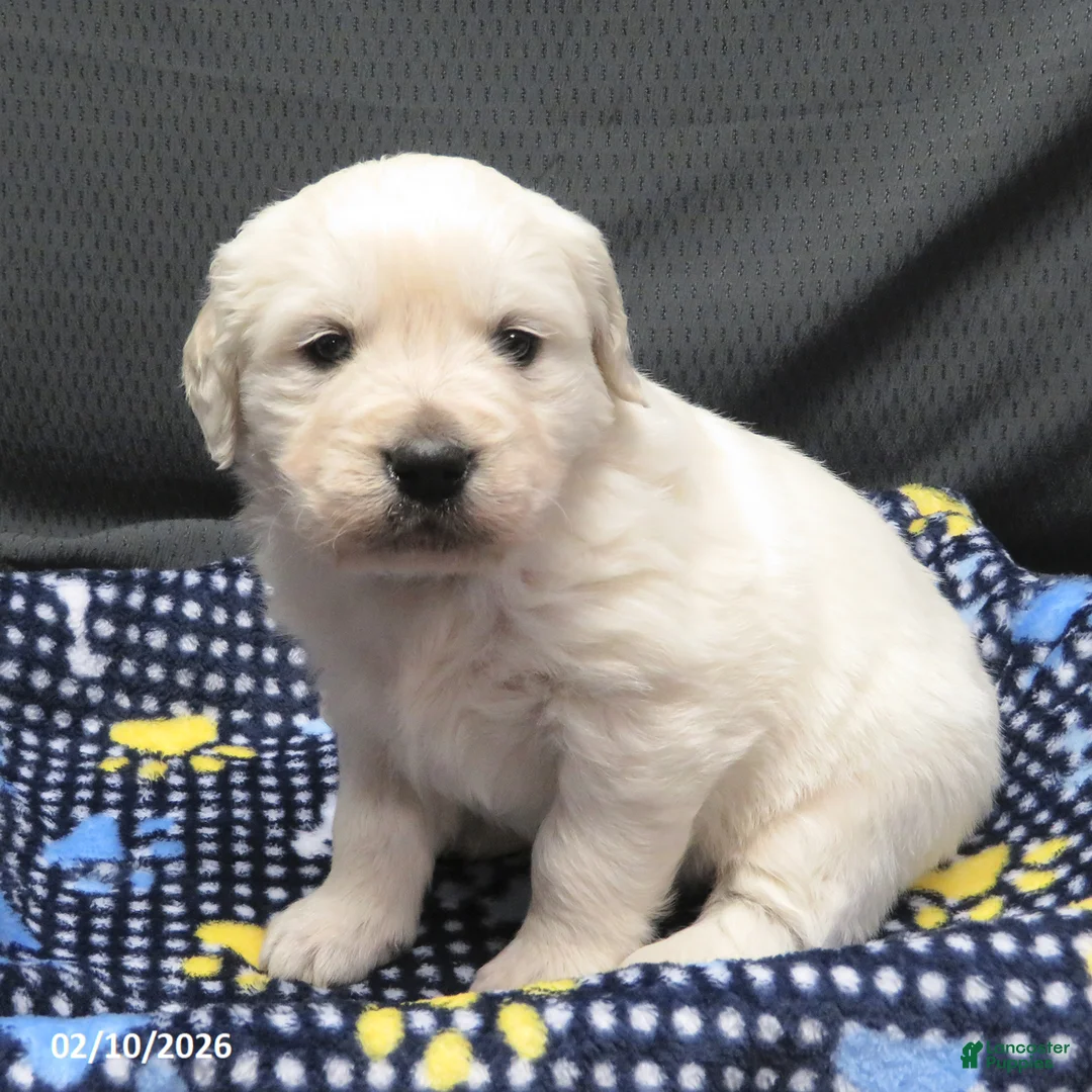 Golden Retriever dogs for sale: Gordie - Ad 5