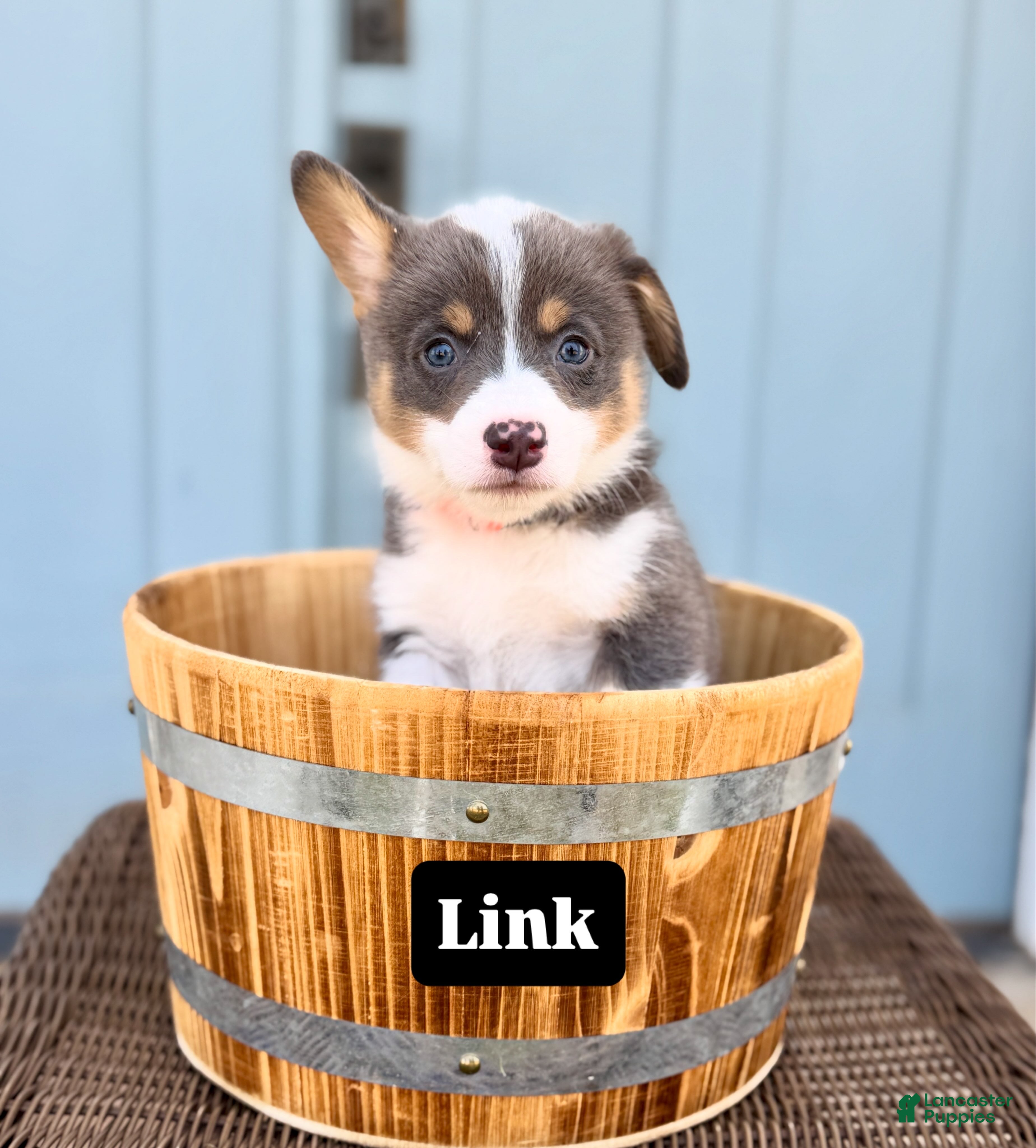 Welsh Corgi Pembroke dogs Link - Ad 17
