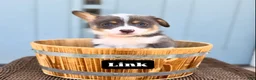 Welsh Corgi Pembroke dogs for sale: Link - Ad 1