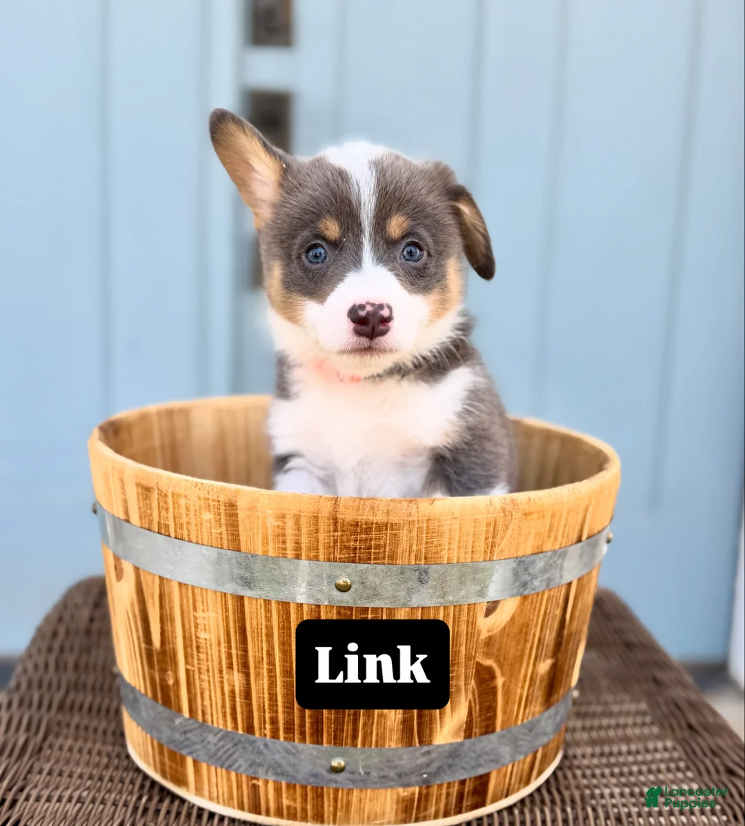 Welsh Corgi Pembroke dogs for sale: Link - Ad 1