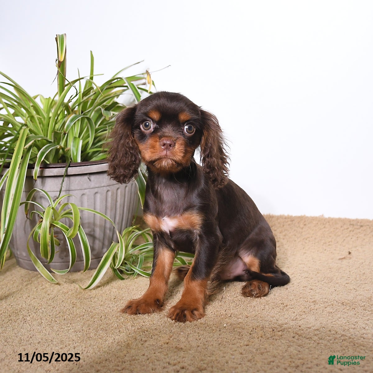 Cavalier King Charles Spaniel dogs Monty - Ad 29