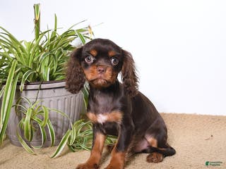 Cavalier King Charles Spaniel dogs Monty - Ad 2