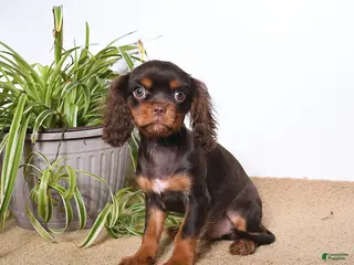 Cavalier King Charles Spaniel dogs Monty - Ad 40