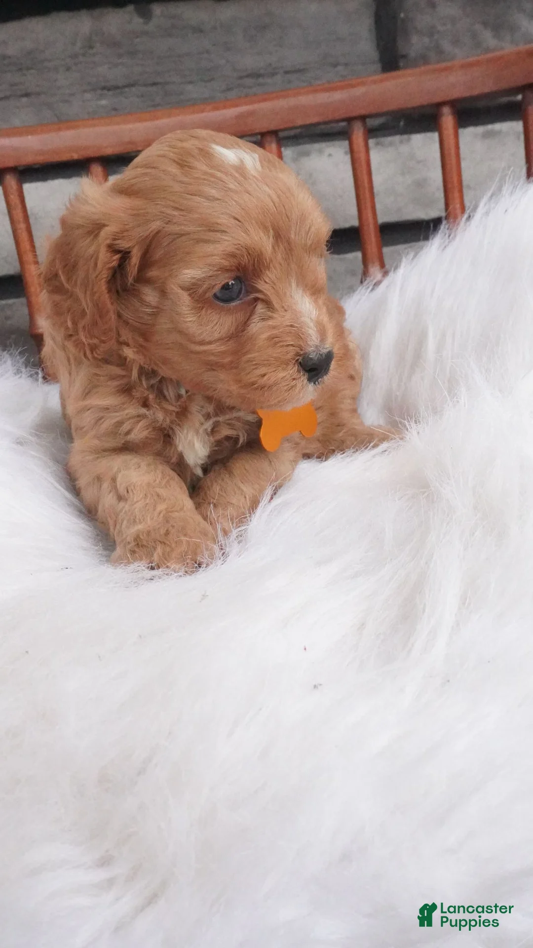Cavapoo dogs for sale: Jacy  - Ad 1