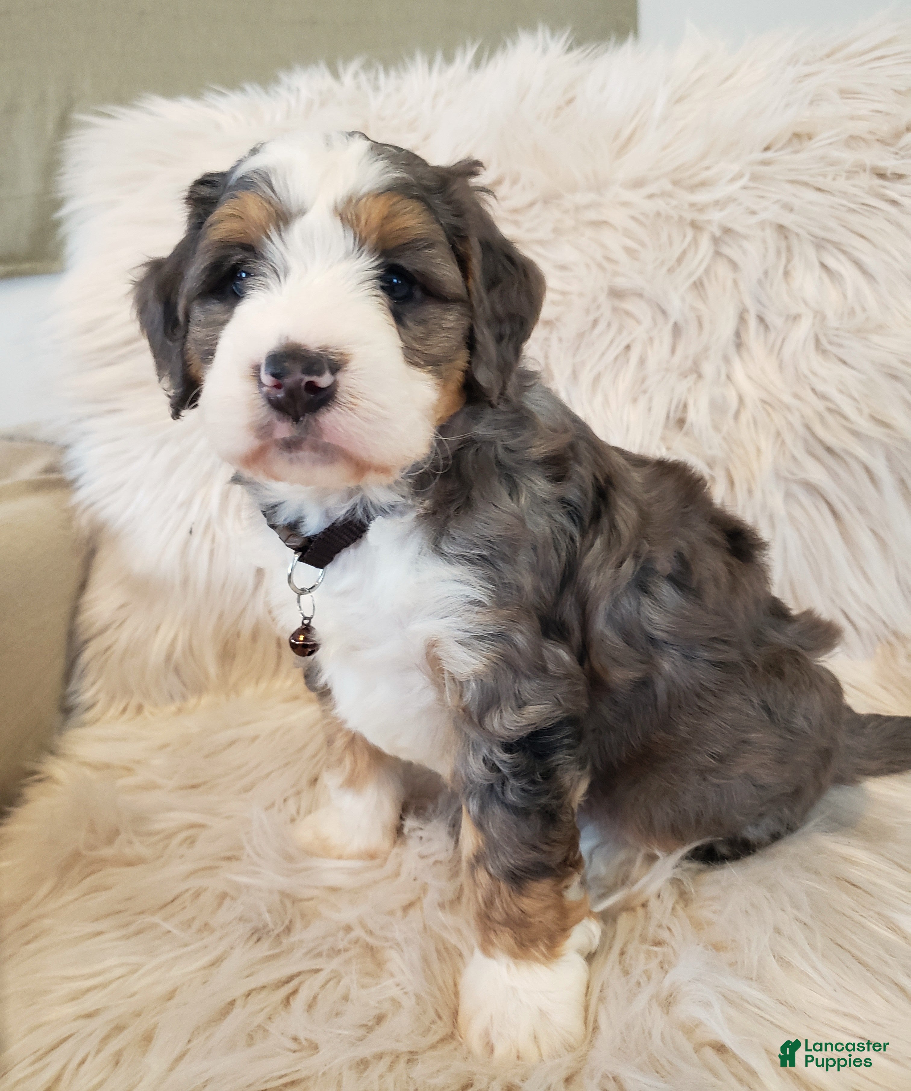 Mini Bernedoodle dogs Monty - Ad 3