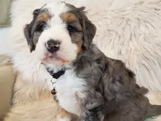 Mini Bernedoodle dogs Monty - Ad 1