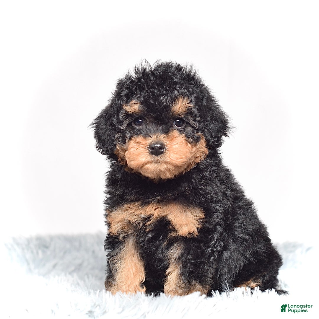 Mini Goldendoodle dogs for sale: Mr. Riko - Ad 5