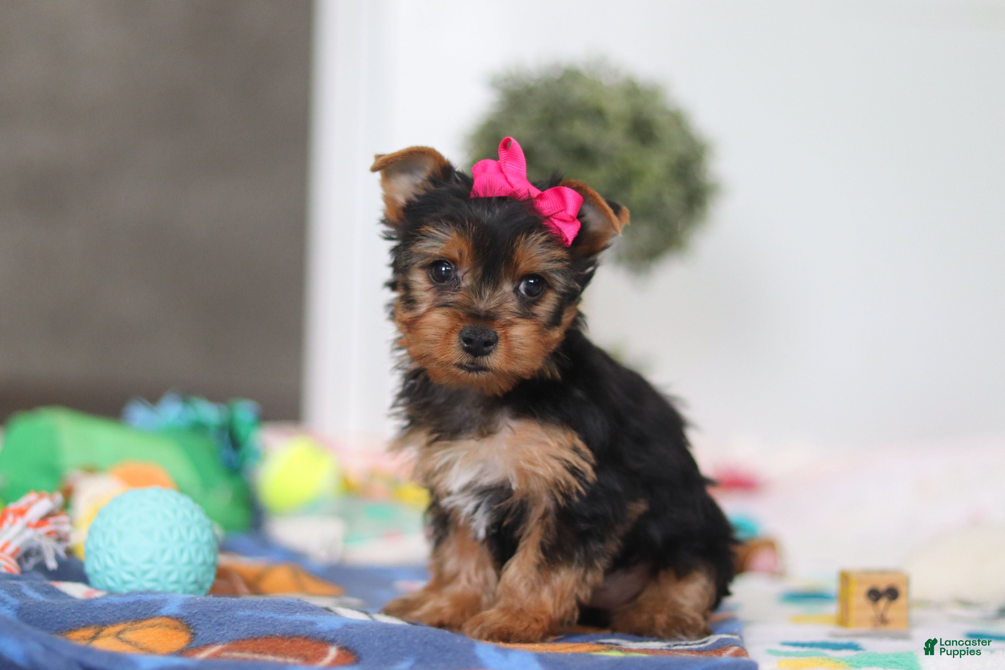 Yorkshire Terrier dogs Hazel - Ad 2