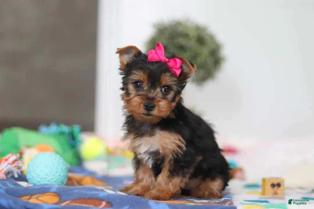 Yorkshire Terrier dogs for sale: Hazel - Ad 2