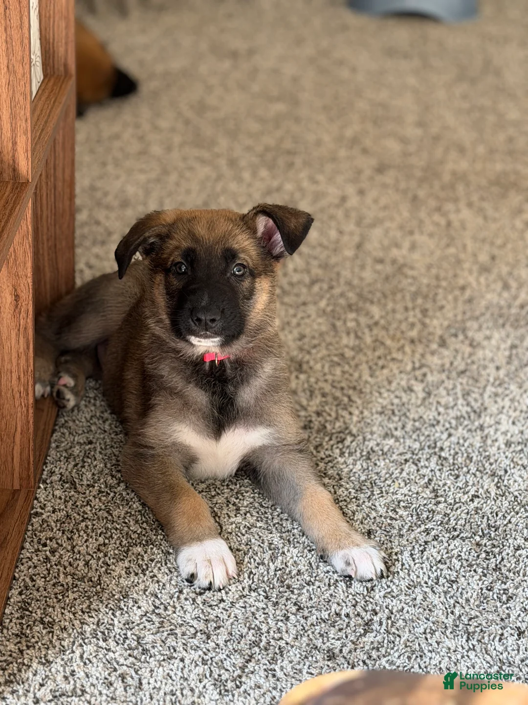 Mixed Breed dogs for sale: August - Ad 1