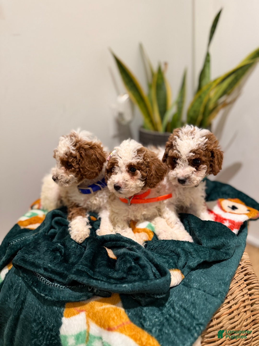Toy Poodle dogs for sale: Jelly bean - Ad 7