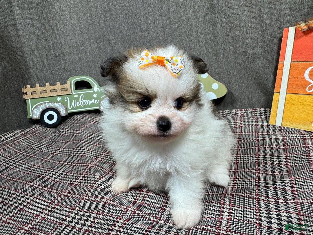 Pomeranian dogs for sale: Pomeranian Puppy 3 - Ad 2