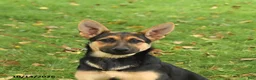 German Shepherd dogs for sale: Noelle - Ad 2