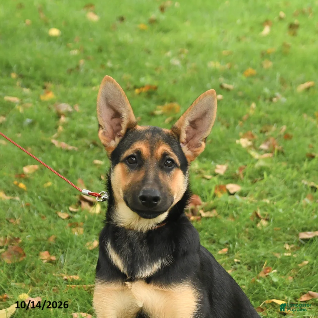 German Shepherd dogs for sale: Noelle - Ad 2