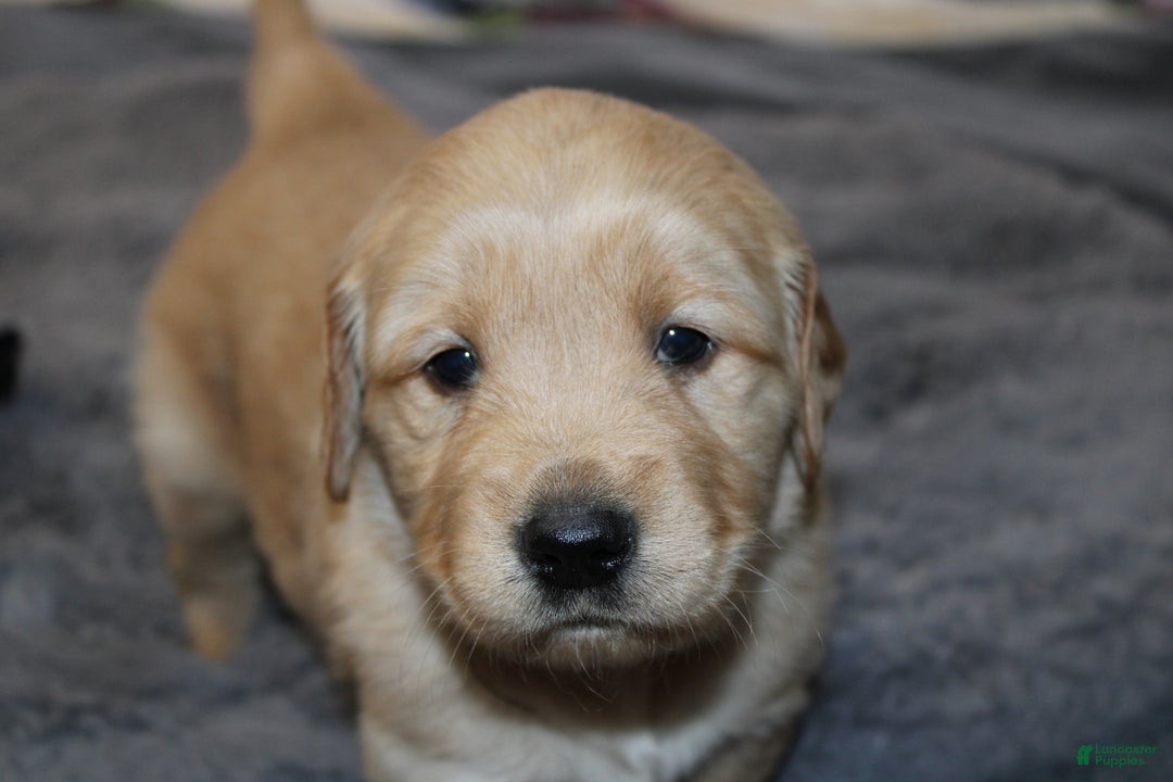 Golden Retriever dogs for sale: Forrest - Ad 1