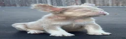 French Bulldog dogs for sale: Carlito  - Ad 6