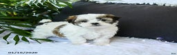 Mixed Breed dogs for sale: Cheese Puff - Ad 2