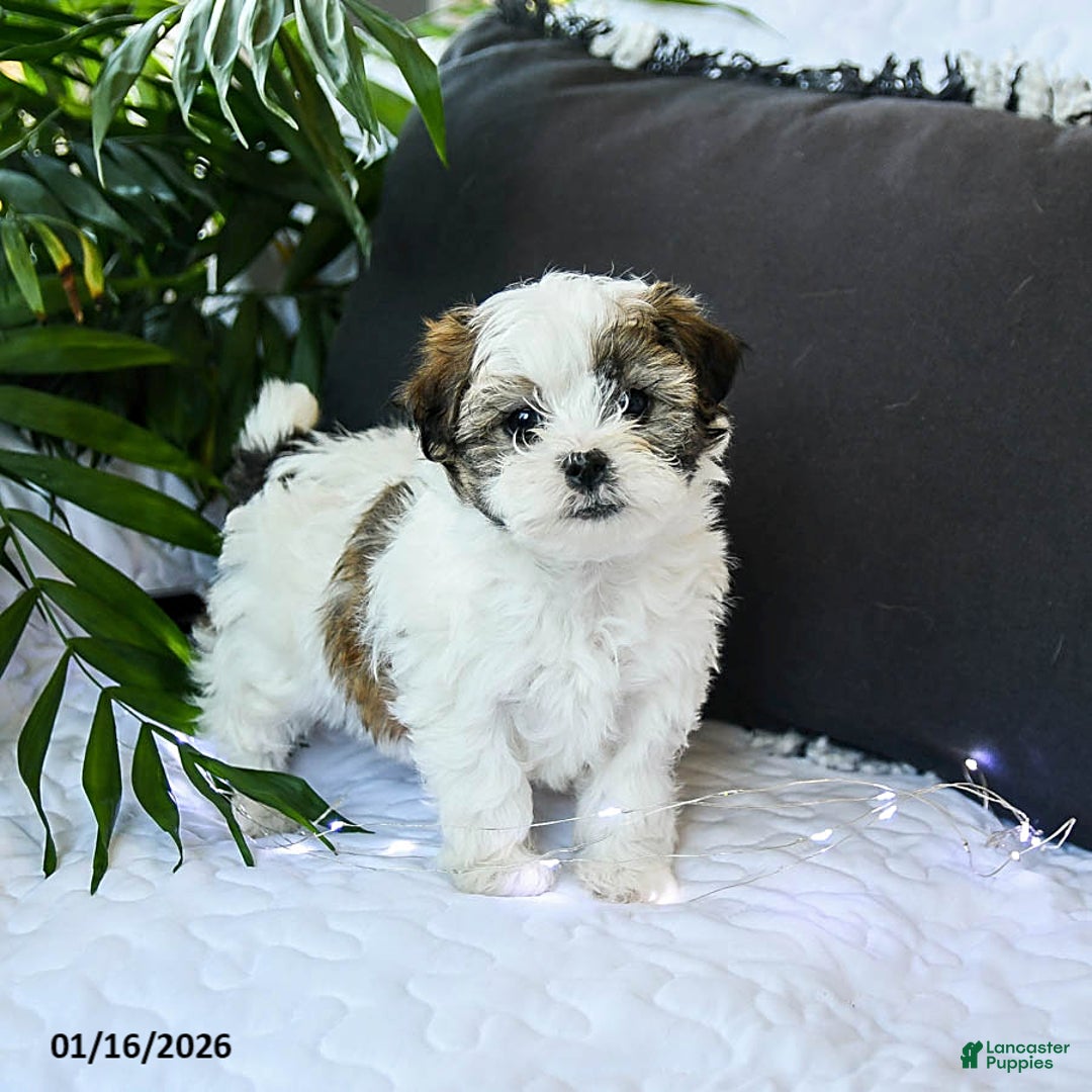 Mixed Breed dogs for sale: Cheese Puff - Ad 2