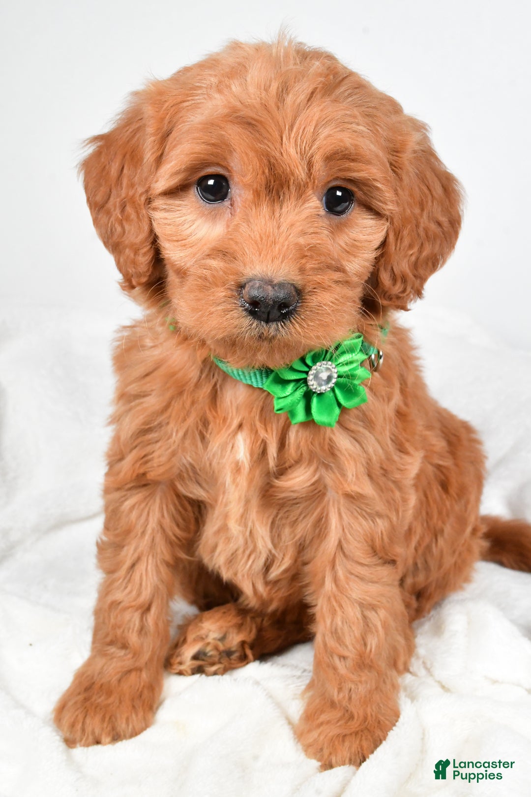 Mini Goldendoodle dogs for sale: Biff - Ad 8
