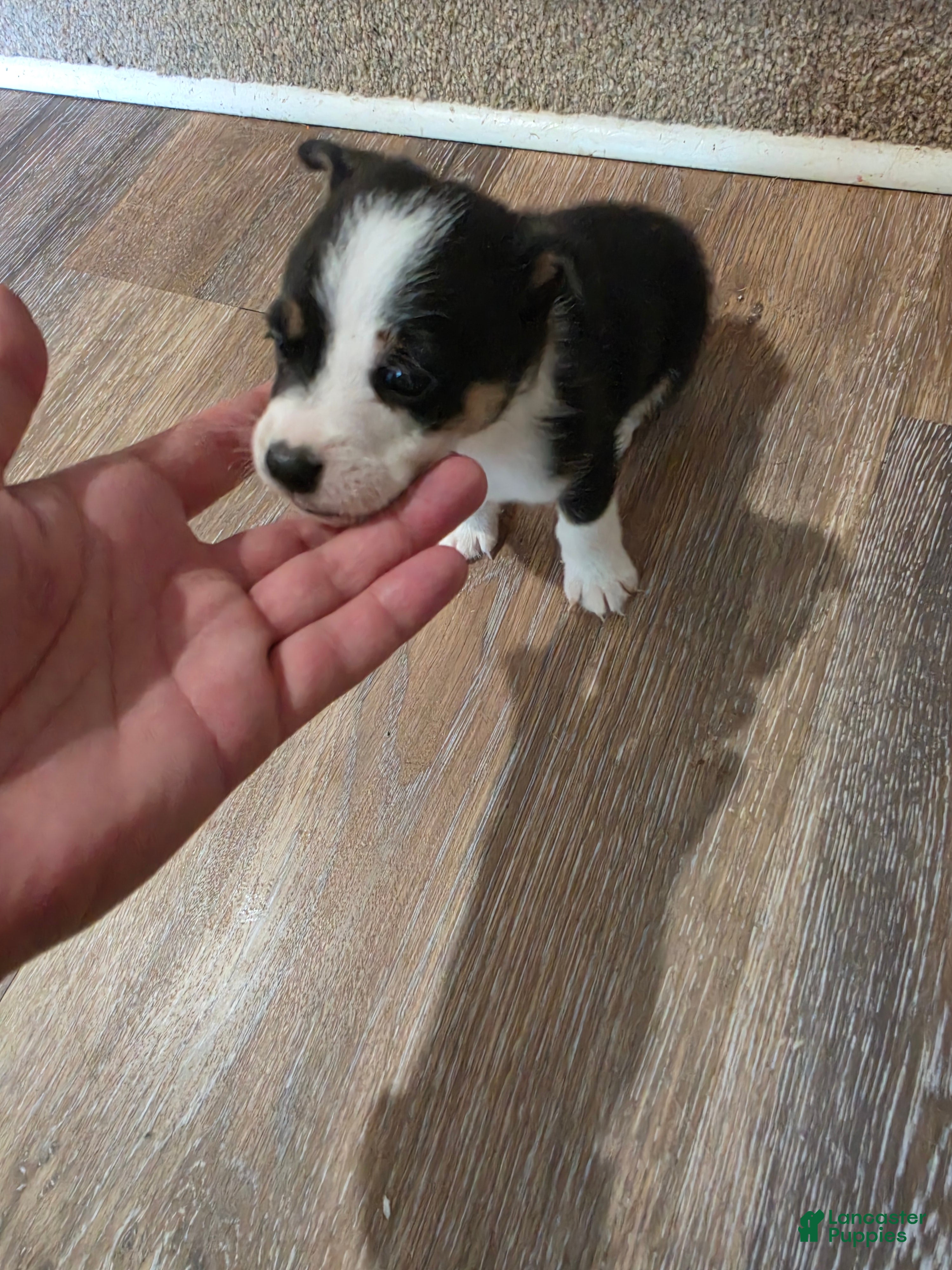 Mixed Breed dogs Female - Ad 28