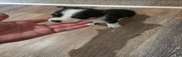Mixed Breed dogs for sale: Female - Ad 1