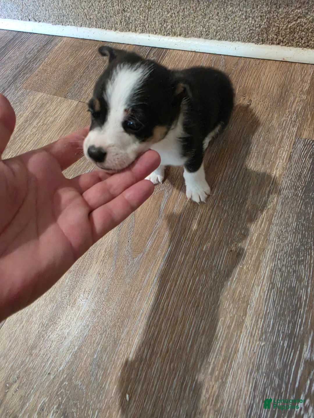 Mixed Breed dogs for sale: Female - Ad 1