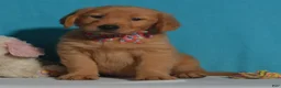 Golden Retriever dogs for sale: Brian - Ad 3