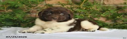 Newfoundland dogs for sale: Mia - Ad 4