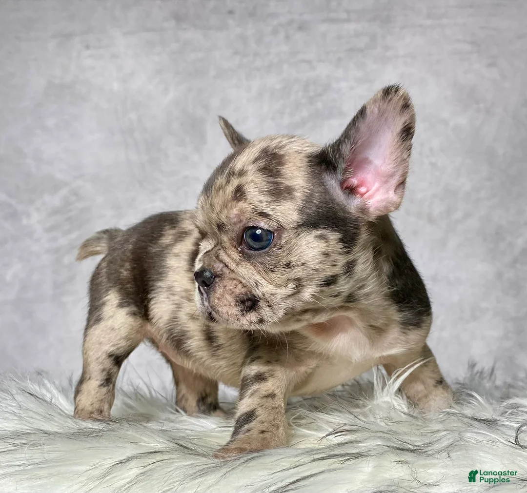 Frenchton dogs for sale: Miss Lola  - Ad 2