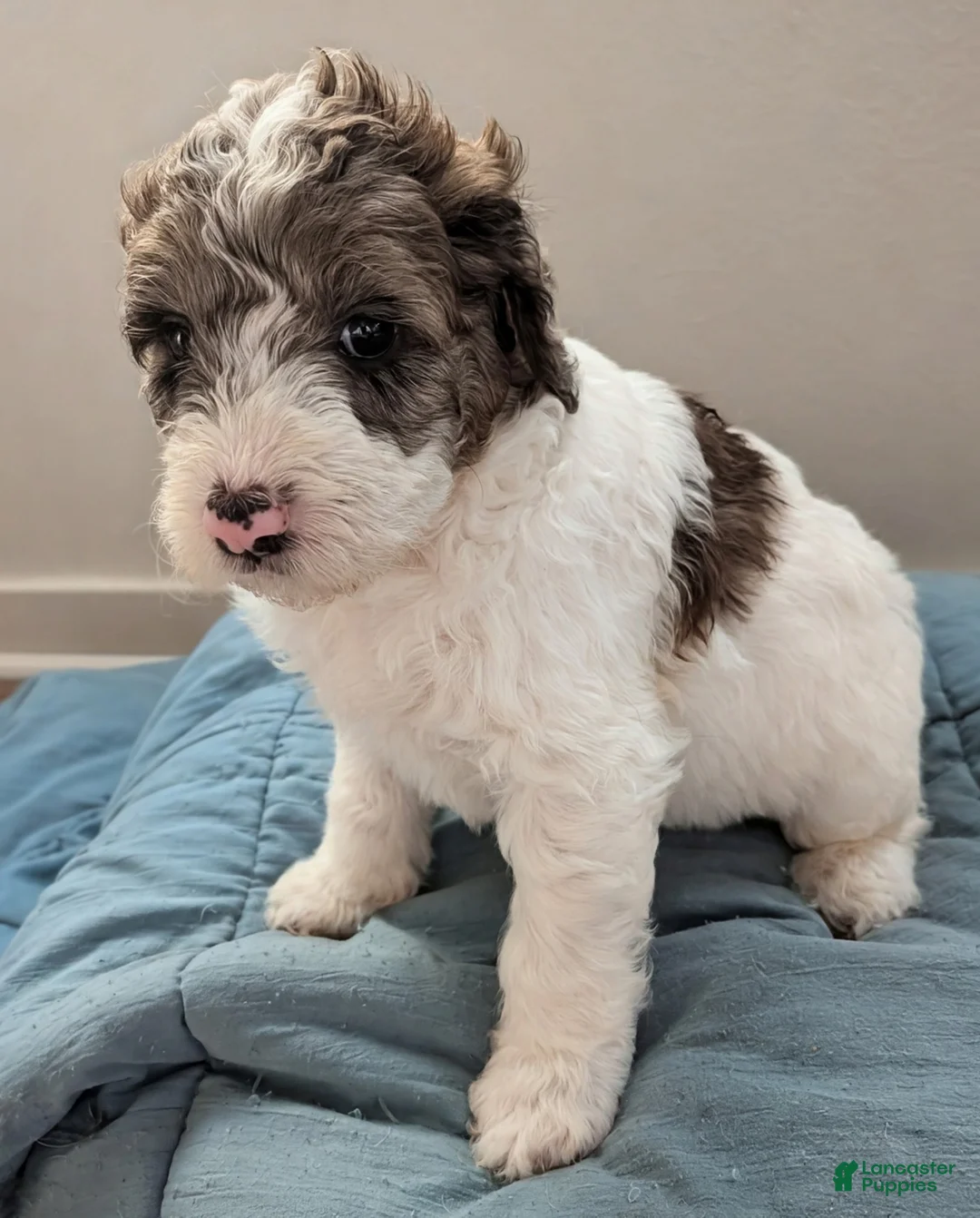 Mixed Breed dogs for sale: Golden Aussiedoodle 7 - Ad 2