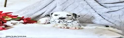 Dalmatian dogs for sale: Pongo - Ad 4