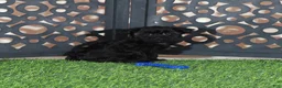 Yorkiepoo dogs for sale: Dirk Sleek Black Yorkie-poo Puppy - Ad 3