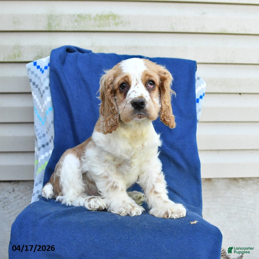 Cocker Spaniel dogs Murphy - Ad 1