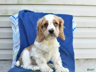 Cocker Spaniel dogs for sale: Murphy - Ad 2