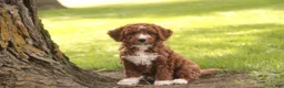 Cavapoo dogs for sale: Rory Cavapoo  - Ad 11