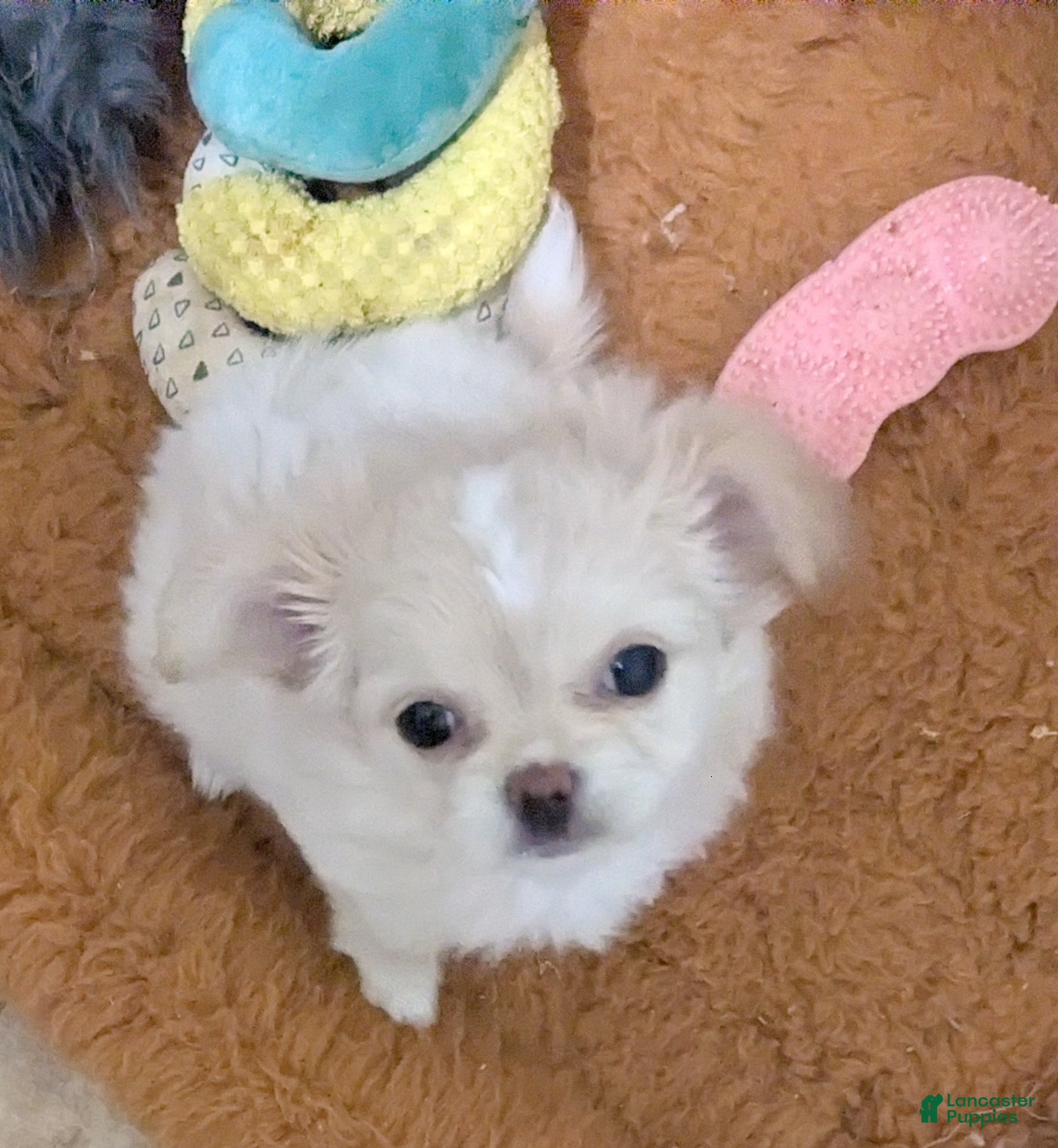 Chihuahua dogs Pearl Apple Head Long Coat Female   - Ad 9