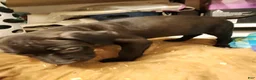 American Pit Bull Terrier dogs for sale: American Pit Bull Terrier 9 - Ad 3