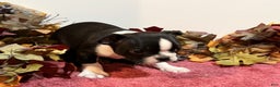 Boston Terrier dogs for sale: Buster - Ad 4
