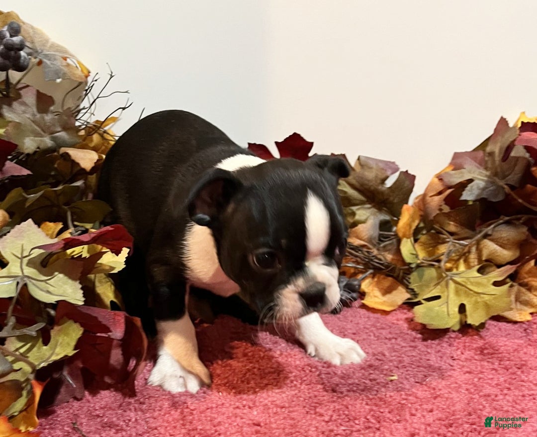 Boston Terrier dogs for sale: Buster - Ad 4