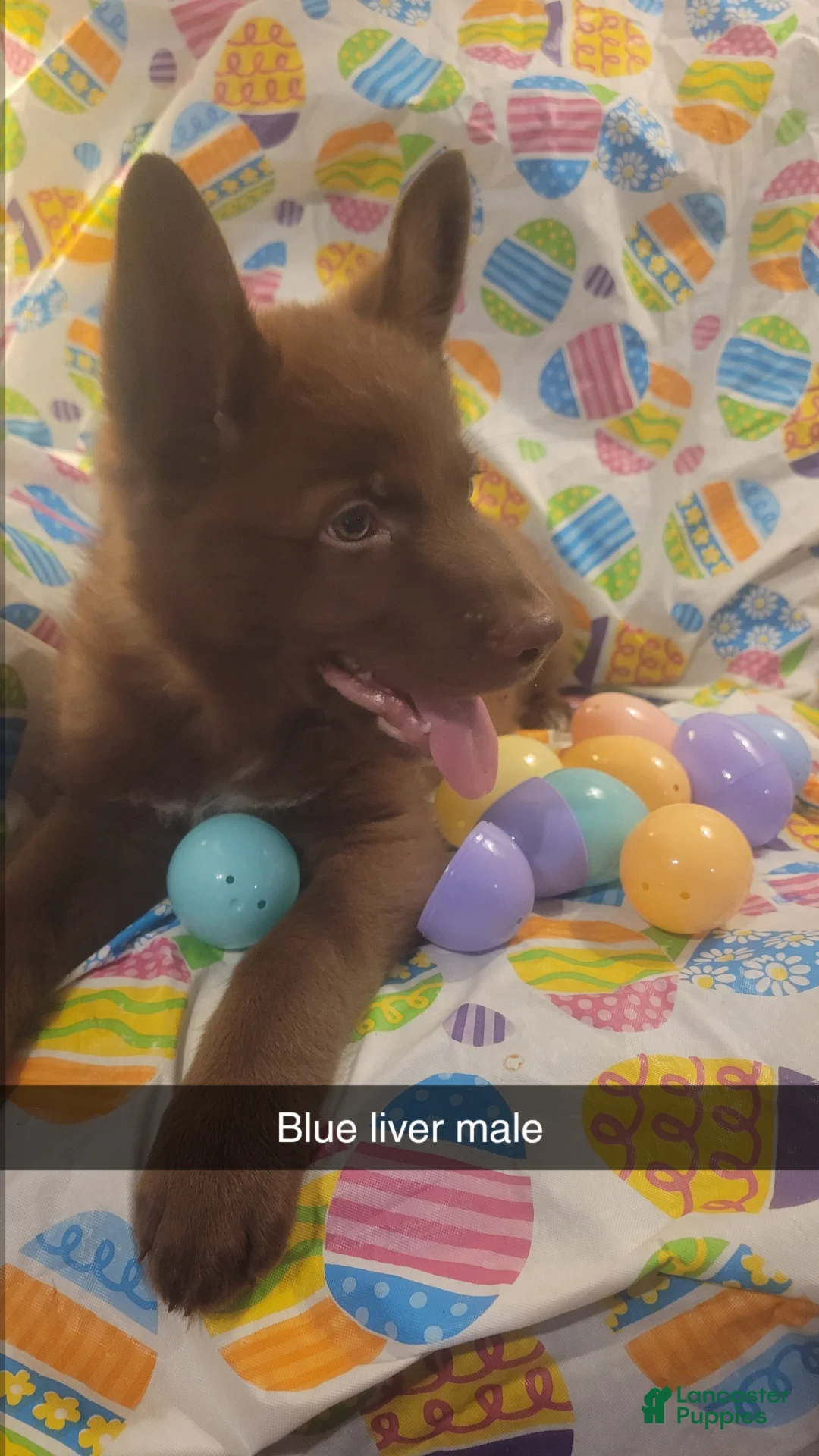 German Shepherd dogs for sale: Blue Liver Male  - Ad 1