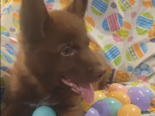 German Shepherd dogs Blue Liver Male - Ad 26