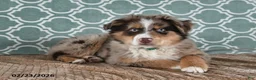 Australian Shepherd dogs for sale: Miles - Ad 3