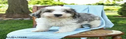 Mini Bernedoodle dogs for sale: Cara  - Ad 9