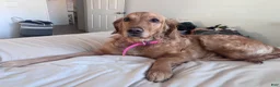Mixed Breed dogs for sale: Biscuit  - Ad 4