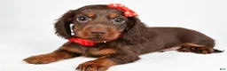 Miniature Dachshund dogs for sale: Toby - Ad 5