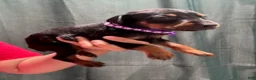 Doberman Pinscher dogs for sale: Purple Collar Female - Ad 3