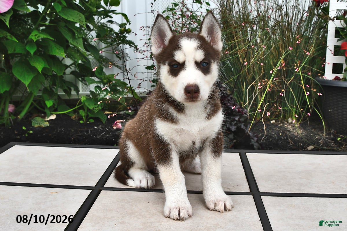 Siberian Husky dogs Aspen - Ad 1