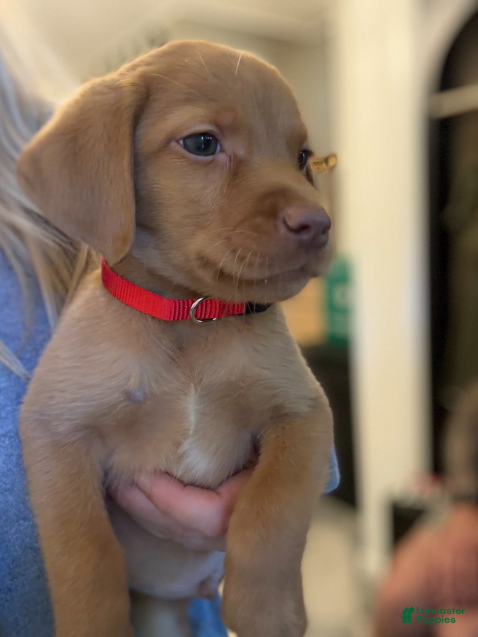 Labrador Retriever dogs Red Collar Fox Red Lab Puppy - Ad 2