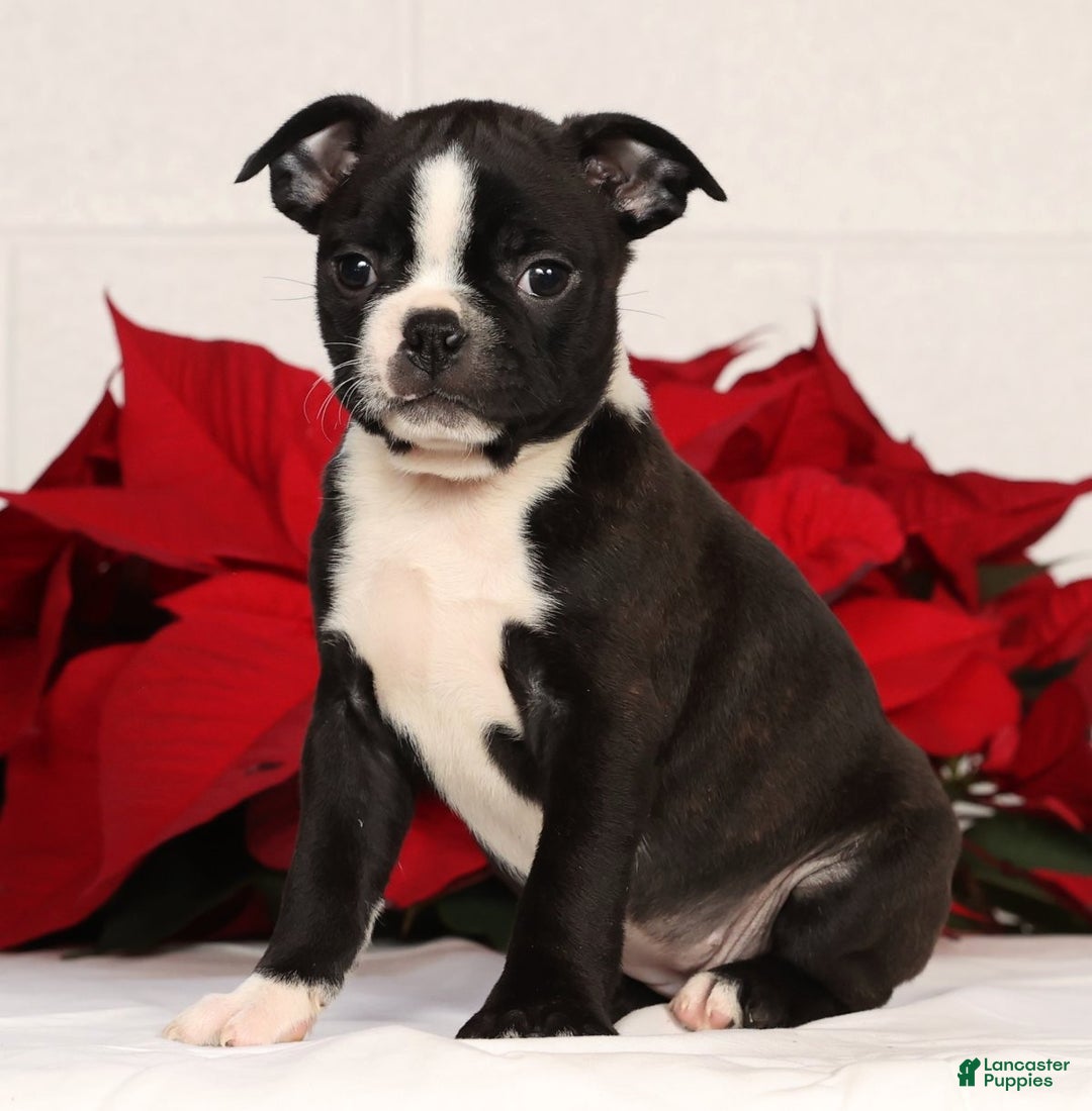 Boston Terrier dogs for sale: Amy - Ad 5