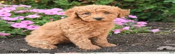 Mini Goldendoodle dogs for sale: Poppy - Ad 4